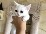 3 Aylık British Shorthair Yavrular