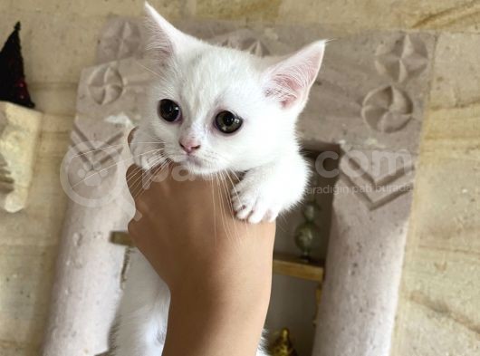 3 Aylık British Shorthair Yavrular görsel