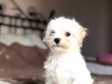 Sıfır Numara Dişi Ve Erkek Maltese Bebekler