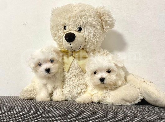 Maltese Mini Boy Yavrular görsel