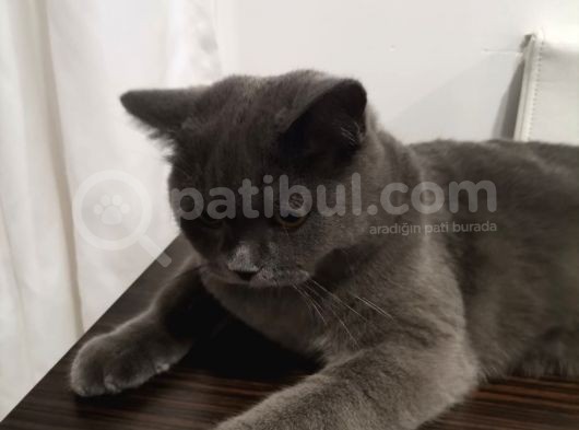 1,5 Yaşında Kısır Dişi Kedimiz Yeni Yuvasını Arıyor görsel