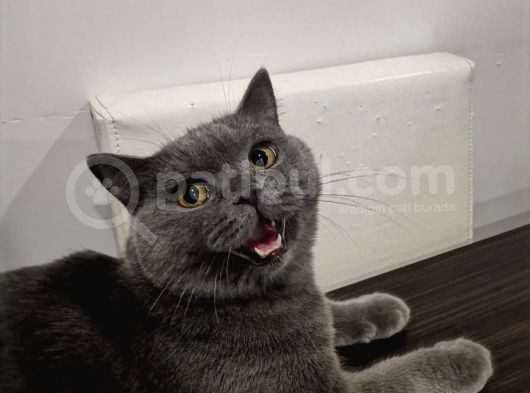 1,5 Yaşında Kısır Dişi Kedimiz Yeni Yuvasını Arıyor görsel
