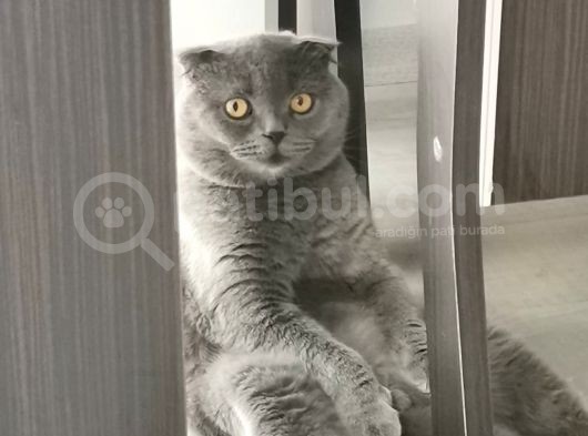 1,5 Yaşında Kısır Dişi Kedimiz Yeni Yuvasını Arıyor görsel