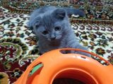 Scottish Fold Dişi