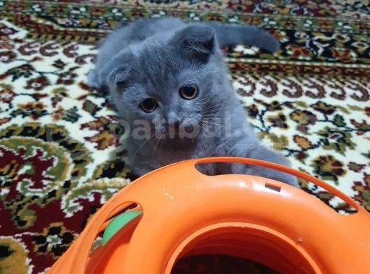 Scottish Fold Dişi görsel