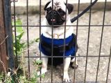 Pug
