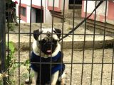 Pug