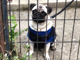 Pug