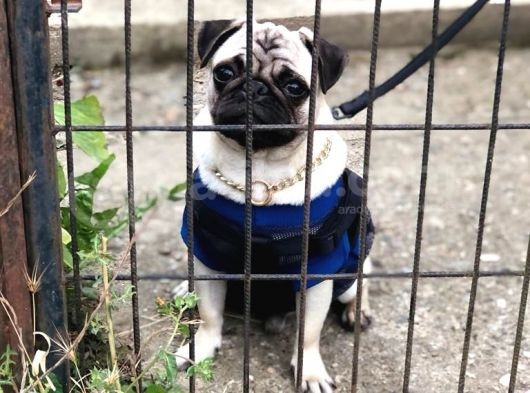 Pug