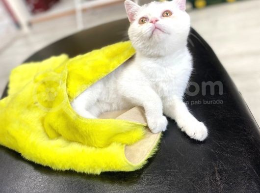 British Shorthair görsel