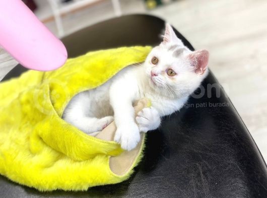 British Shorthair görsel
