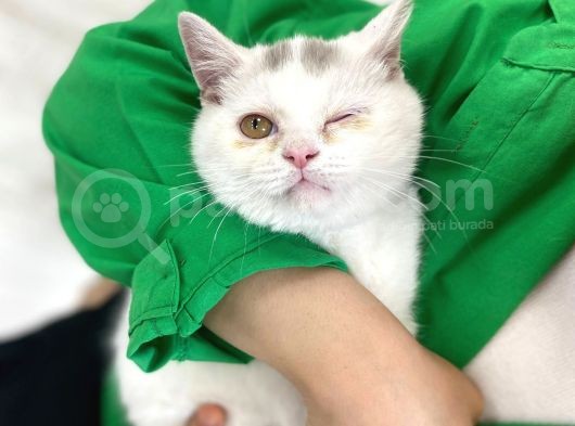British Shorthair görsel