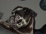 3 Buçuk Aylık Siyah Pug