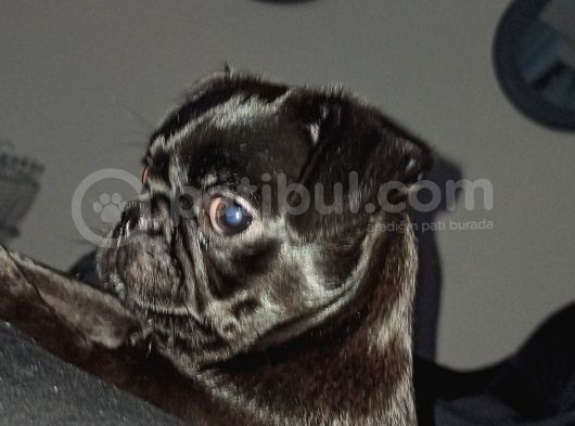 3 Buçuk Aylık Siyah Pug görsel