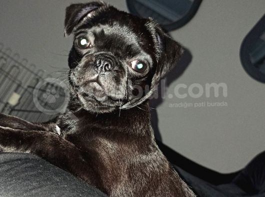3 Buçuk Aylık Siyah Pug görsel