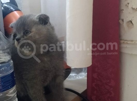 Çok Mu Çook Sevimlier görsel