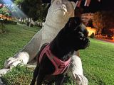 3 Buçuk Aylık Siyah Pug