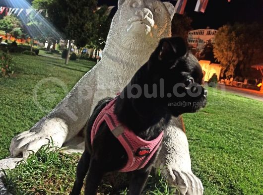 3 Buçuk Aylık Siyah Pug görsel