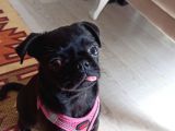 3 Buçuk Aylık Siyah Pug