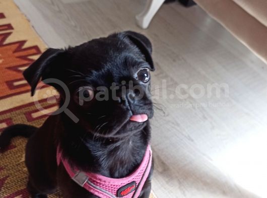 3 Buçuk Aylık Siyah Pug