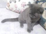 Scottish Fold Dişi