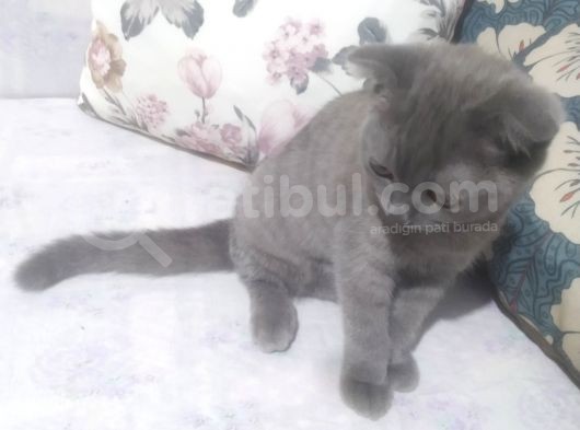 Scottish Fold Dişi