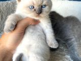 Çok Şeker Scottishfold Yavrularımız Rezerveye açık