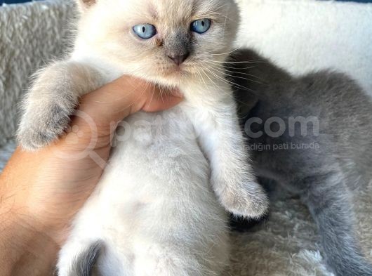 Çok Şeker Scottishfold Yavrularımız Rezerveye Açık