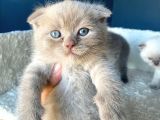 Çok Şeker Scottishfold Yavrularımız Rezerveye Açık