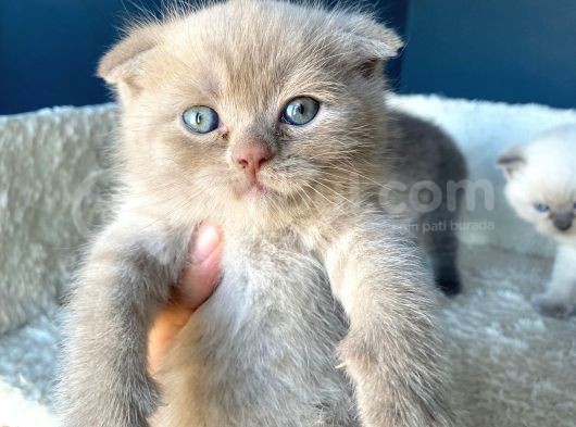 Çok Şeker Scottishfold Yavrularımız Rezerveye Açık görsel