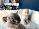 Çok Şeker Scottishfold Yavrularımız Rezerveye Açık
