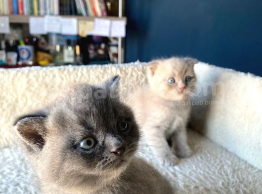 Çok Şeker Scottishfold Yavrularımız Rezerveye Açık görsel