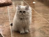 6 Aylık Dişi Aşıları Tam Anne Baba Scr Li