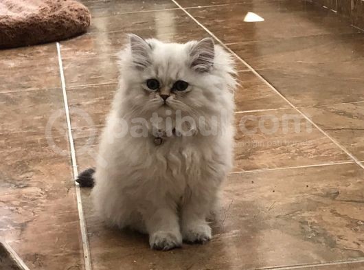 6 Aylık Dişi Aşıları Tam Anne Baba Scr Li görsel
