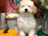 2 Aylık Erkek Toy Poodle İstanbul