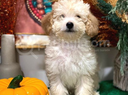 2 Aylık Erkek Toy Poodle İstanbul görsel