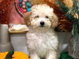 2 Aylık Erkek Toy Poodle İstanbul
