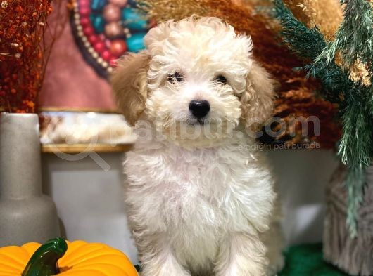 2 Aylık Erkek Toy Poodle İstanbul
