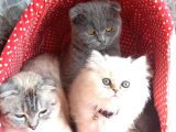 6 Aylık Dişi aşıları Tam Anne Baba Scr Li