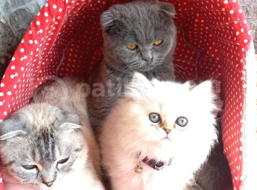 6 Aylık Dişi Aşıları Tam Anne Baba Scr Li
