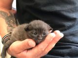 6 Aylık Dişi Aşıları Tam Anne Baba Scr Li