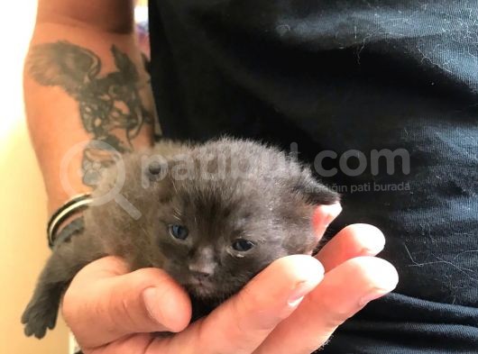 6 Aylık Dişi Aşıları Tam Anne Baba Scr Li görsel