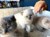 Çok Şeker Scottishfold Yavrularımız Rezerveye Açık