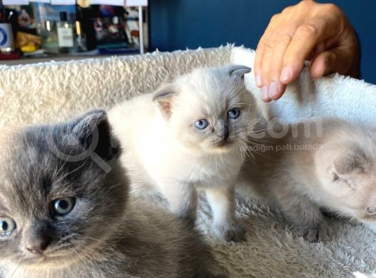 Çok Şeker Scottishfold Yavrularımız Rezerveye Açık görsel