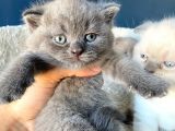 Çok Şeker Scottishfold Yavrularımız Rezerveye Açık