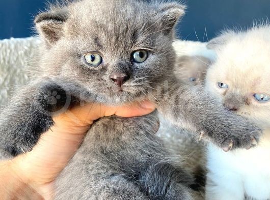 Çok Şeker Scottishfold Yavrularımız Rezerveye Açık görsel