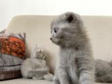 Erkek Scottish Fold Kendini Prens Sanıyor