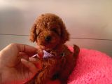 Safkan Toy Poodle Yavrular