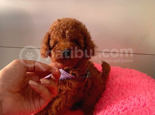Safkan Toy Poodle Yavrular görsel