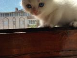 Scottish Fold Golden Silver Tabby White Blue Point İzmit